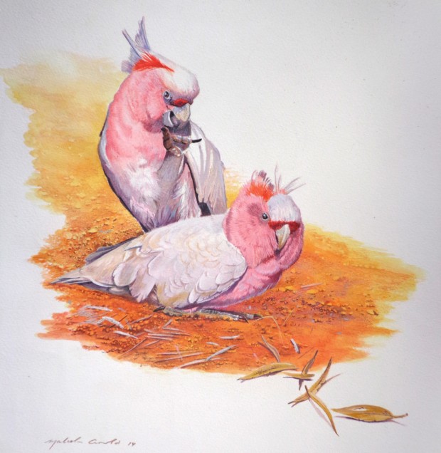 Pink Cockatoos or Major Mitchells by Malcolm Arnold