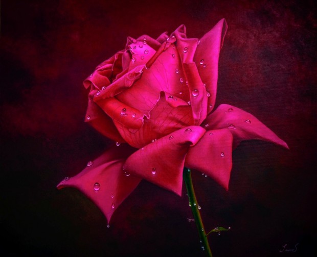 Drops on Rose by Jahangir