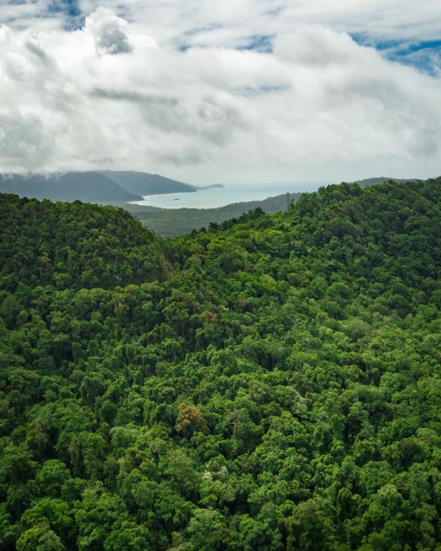 Rainforest Views by Martin Stringer