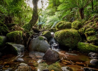 Tre Verde by Michael Fox
